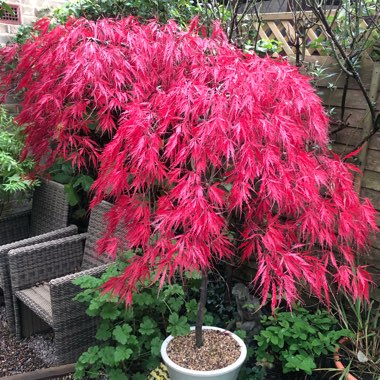 Acer palmatum 'Crimson Queen' (Dissectum Group) syn. Acer palmatum var. dissectum 'Crimson Queen'