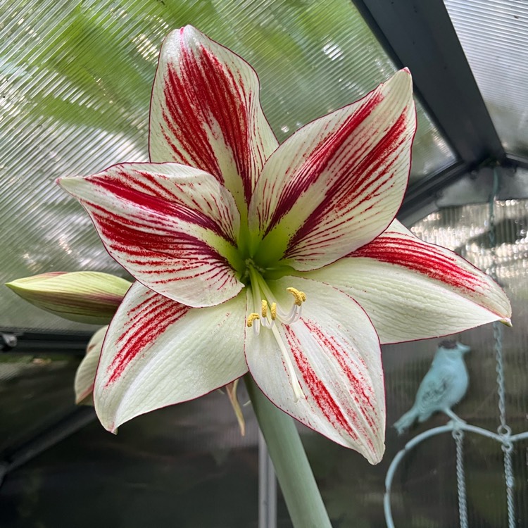 Plant image Hippeastrum papilio