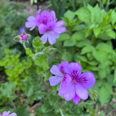 Pelargonium scented ‘Cola Bottles'