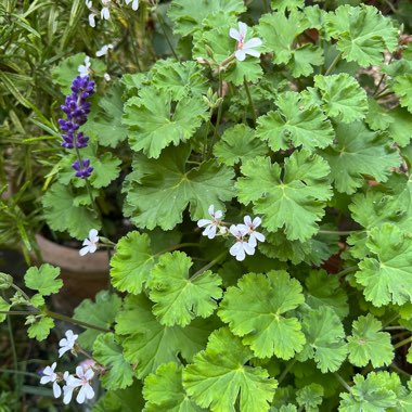 Pelargonium ‘Old Spice'