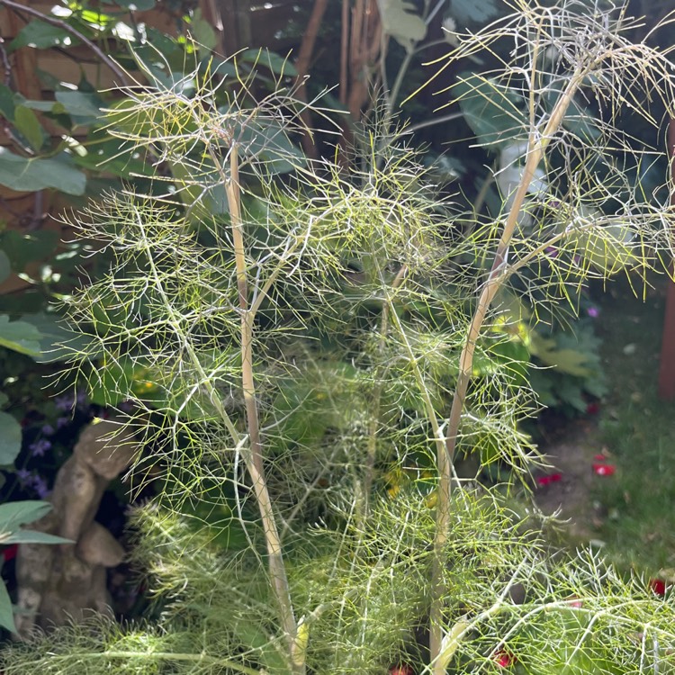 Plant image Foeniculum vulgare 'Giant Bronze' syn. Ferula 'Giant Bronze', Ferula communis 'Giant Bronze'