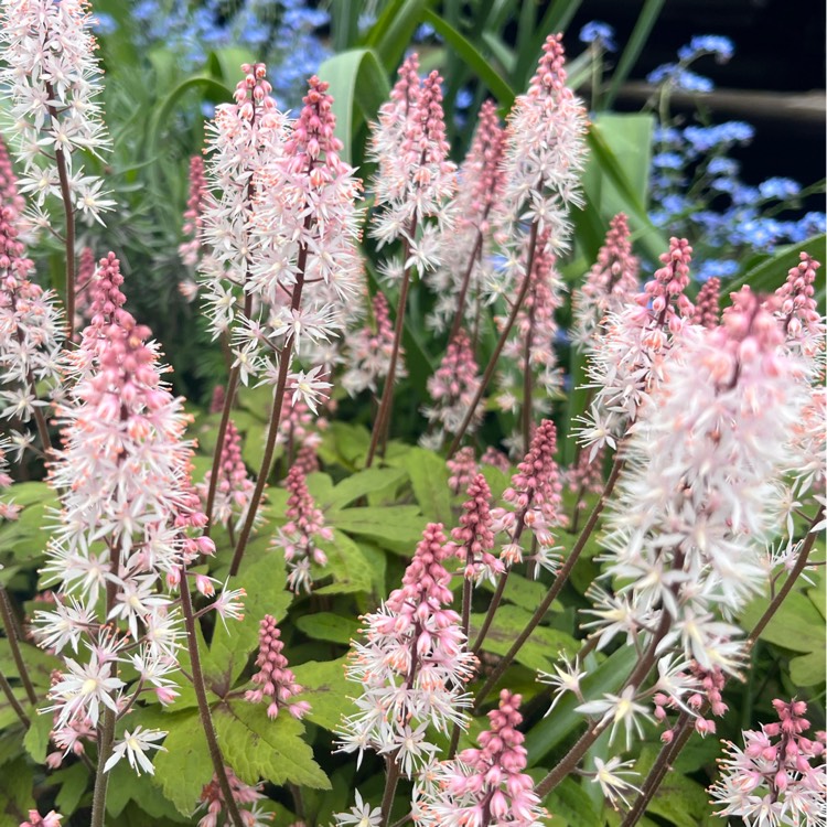 Plant image Tiarella 'Angel Wings' (Fox Series)