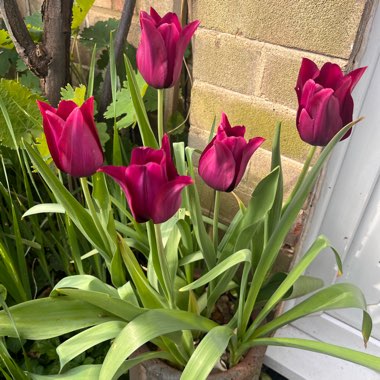 Tulip 'Merlot' (Lily-flowered)