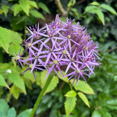 Allium Christophii