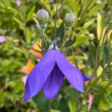 Balloon Flower