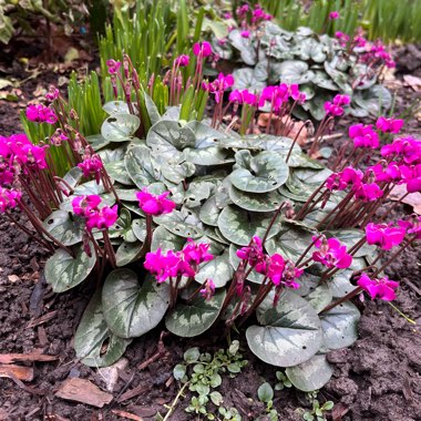 Eastern cyclamen