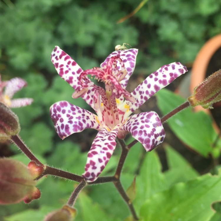 Plant image Tricyrtis formosana 'Pink Freckles'