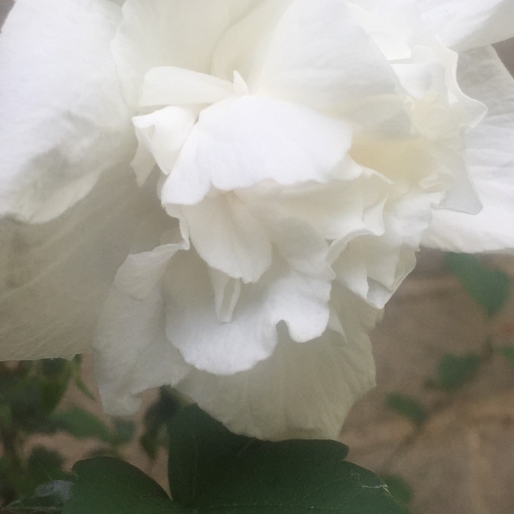 Plant image Hibiscus syriacus 'White Chiffon'