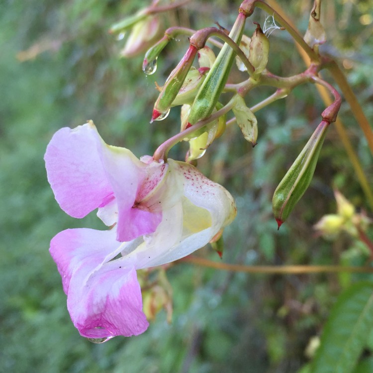 Plant image Impatiens glandulifera