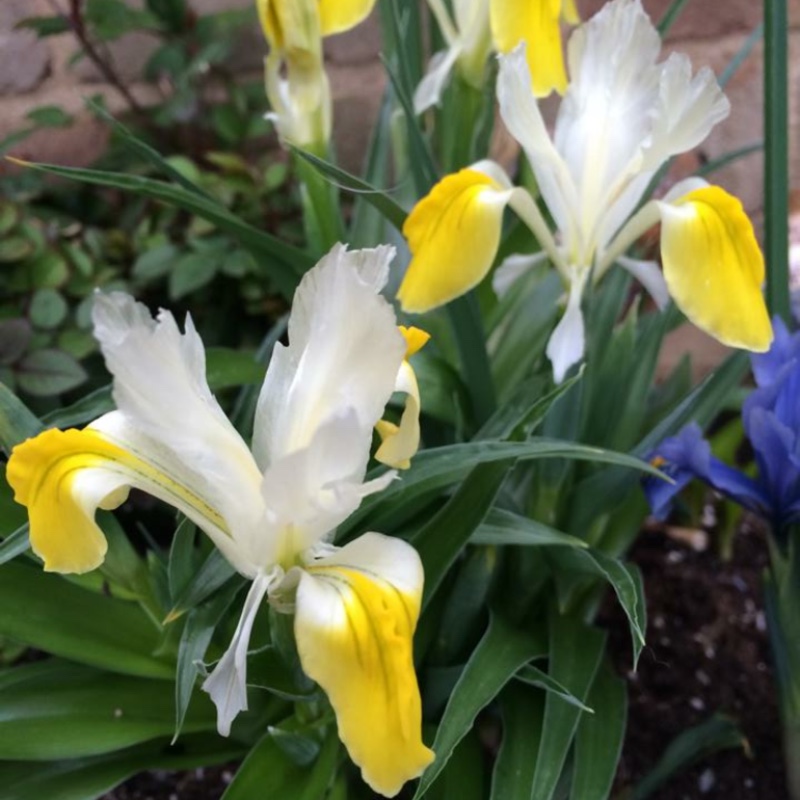 Plant image Iris x hollandica 'Apollo'