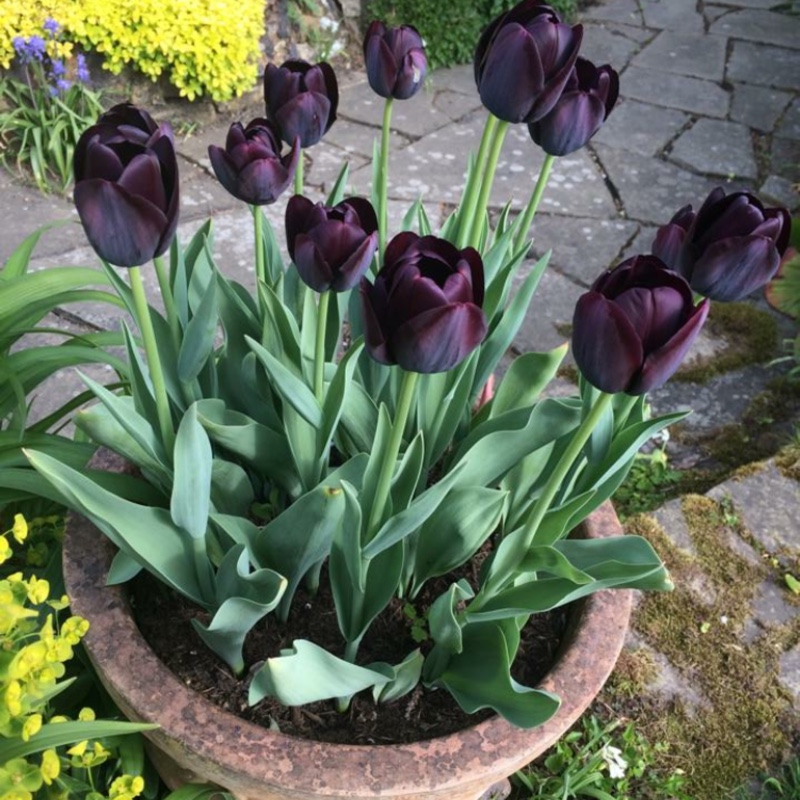 Tulipa 'Queen of Night'