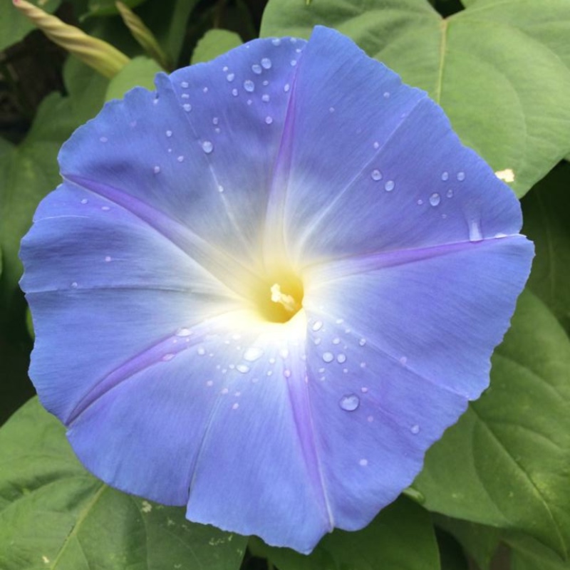 Ipomoea tricolor 'Heavenly Blue'