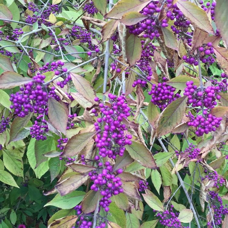 Plant image Callicarpa bodinieri var giraldii 'Profusion' syn. Callicarpa bodinieri 'Profusion'