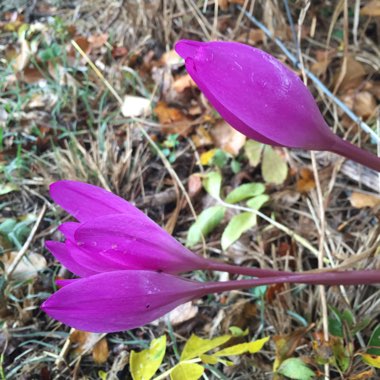 Colchicum autumnale