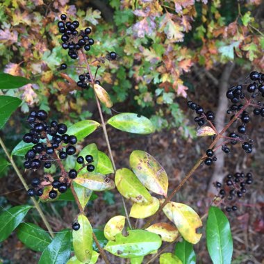 Ligustrum ovalifolium