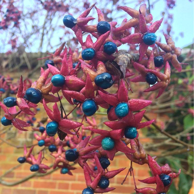 Plant image Clerodendrum trichotomum