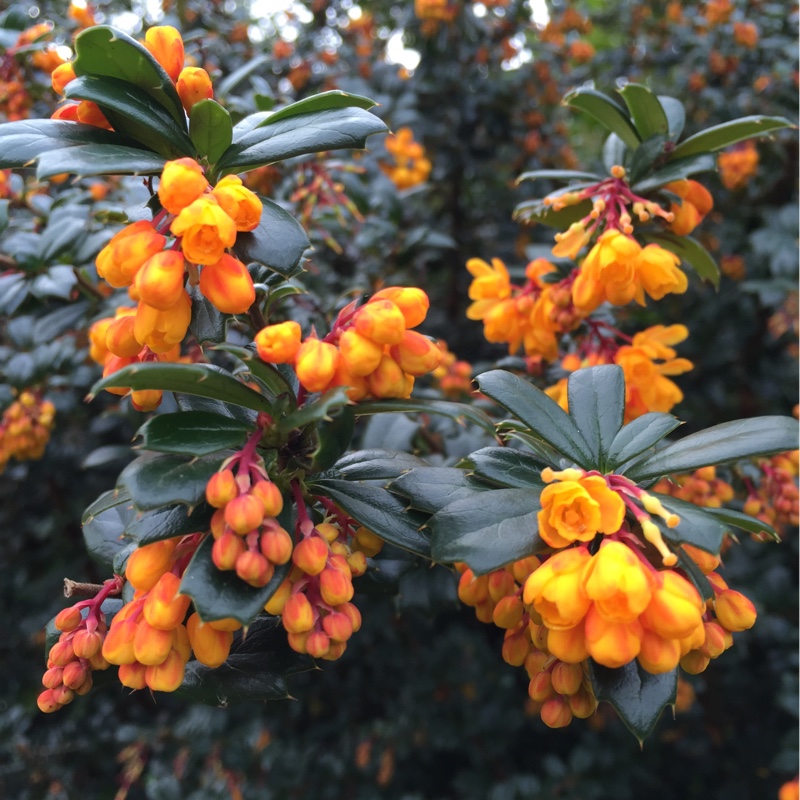 Berberis darwinii