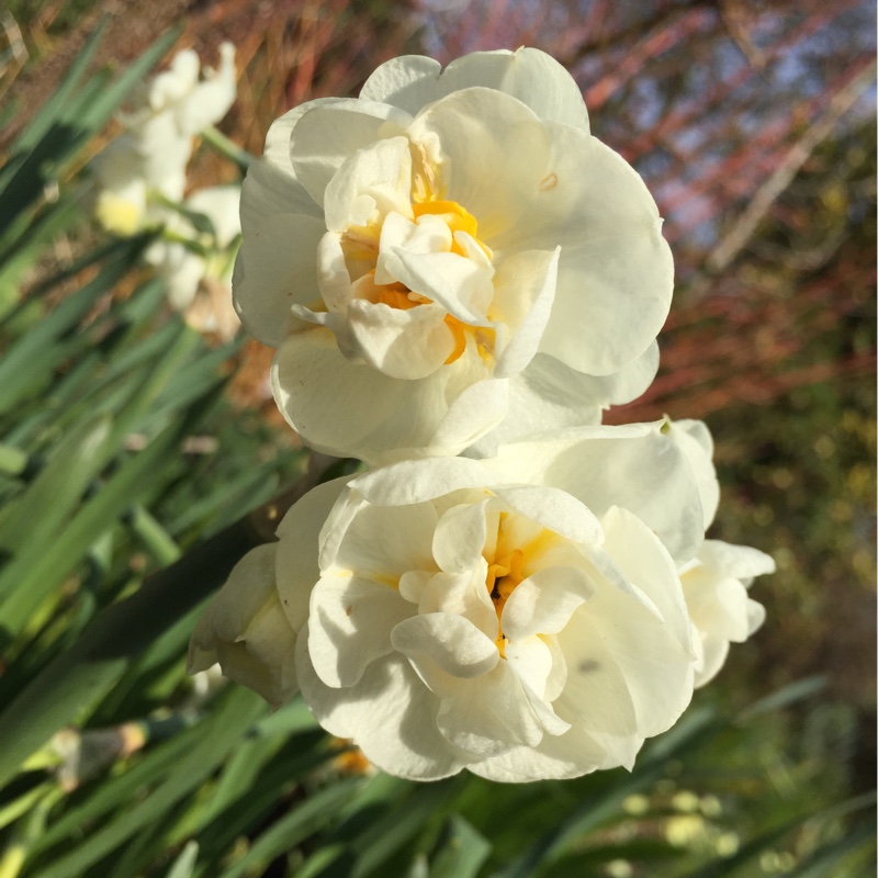 Narcissus 'Bridal Crown'