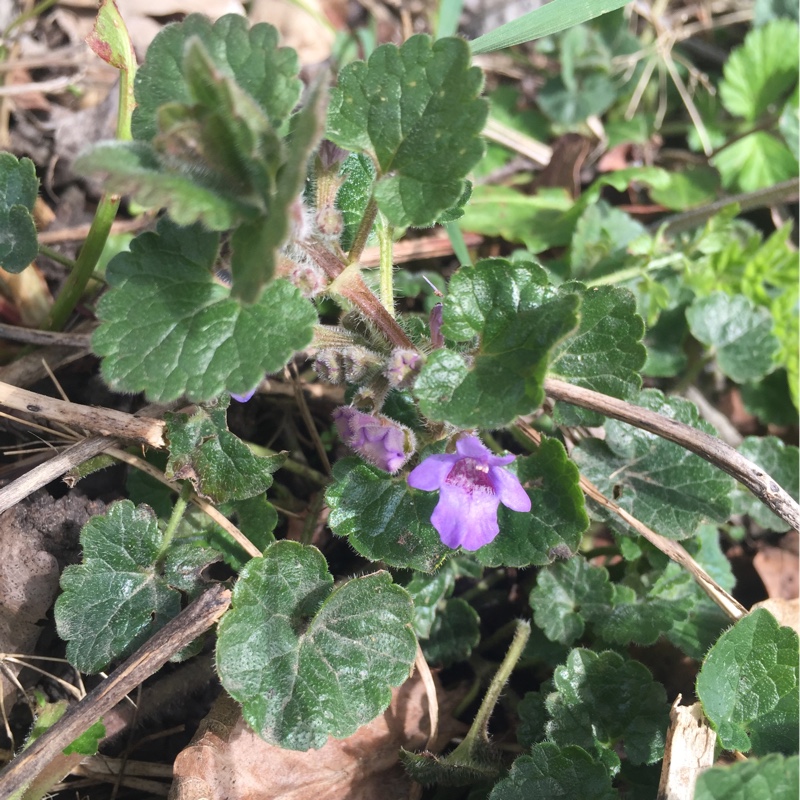 Plant image Glechoma hederacea