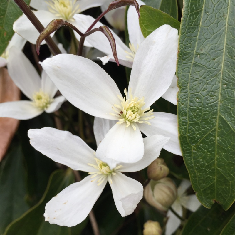 Clematis armandii 'Apple Blossom'