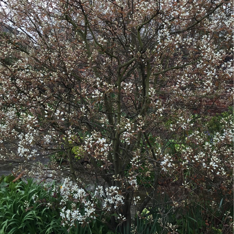 Plant image Amelanchier lamarckii