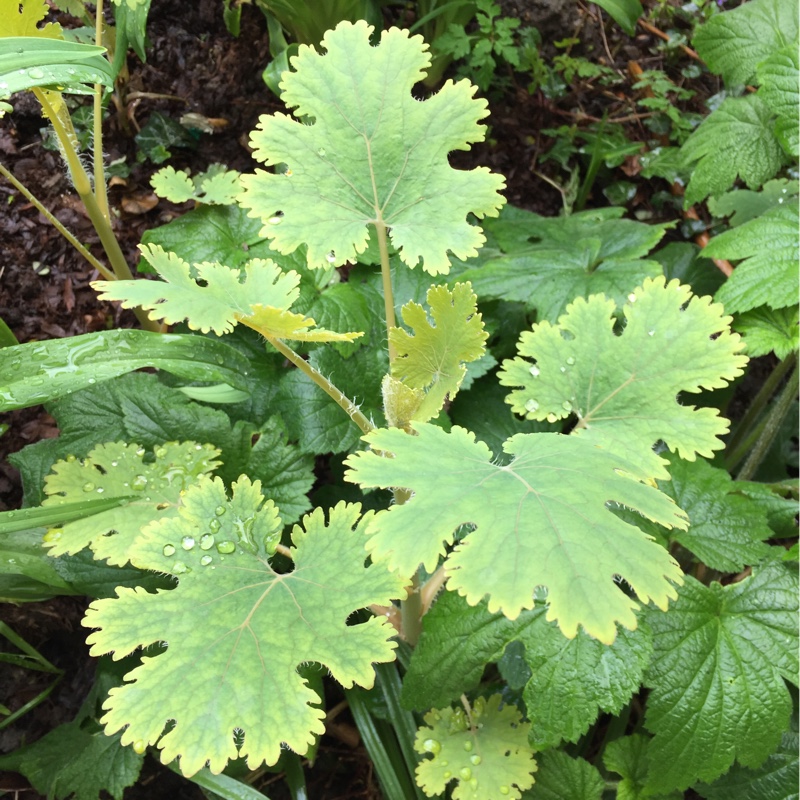 Plant image Macleaya microcarpa 'Kelway's Coral Plume'