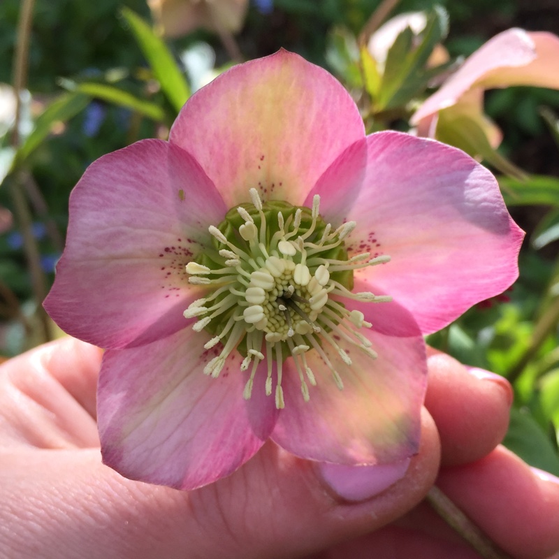 Plant image Helleborus x hybridus 'Pink Lady' (Lady Series)