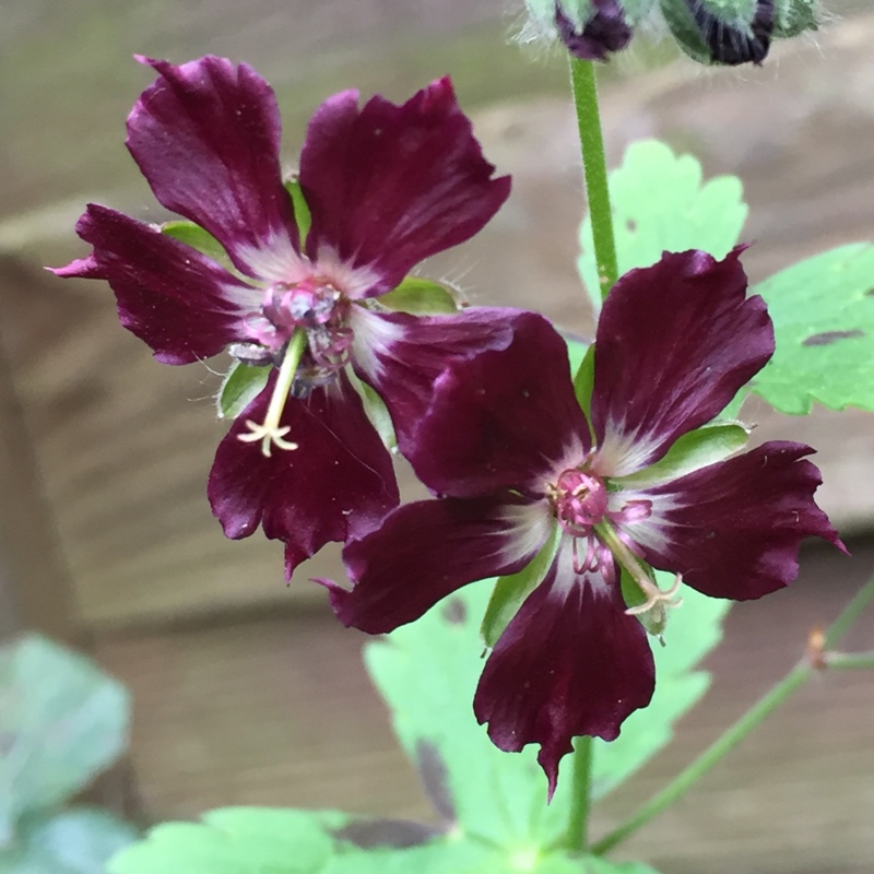 Plant image Geranium phaeum