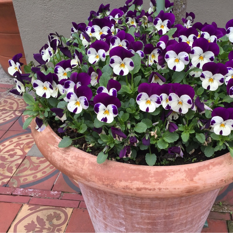 Viola cornuta 'Rocky Mickey'