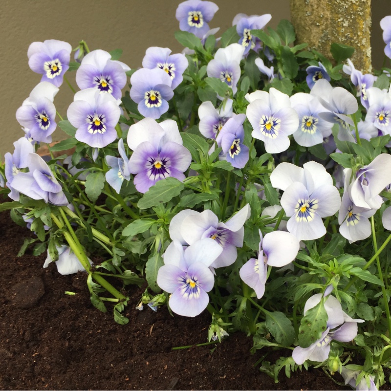 Plant image Viola cornuta 'Rocky Mickey'