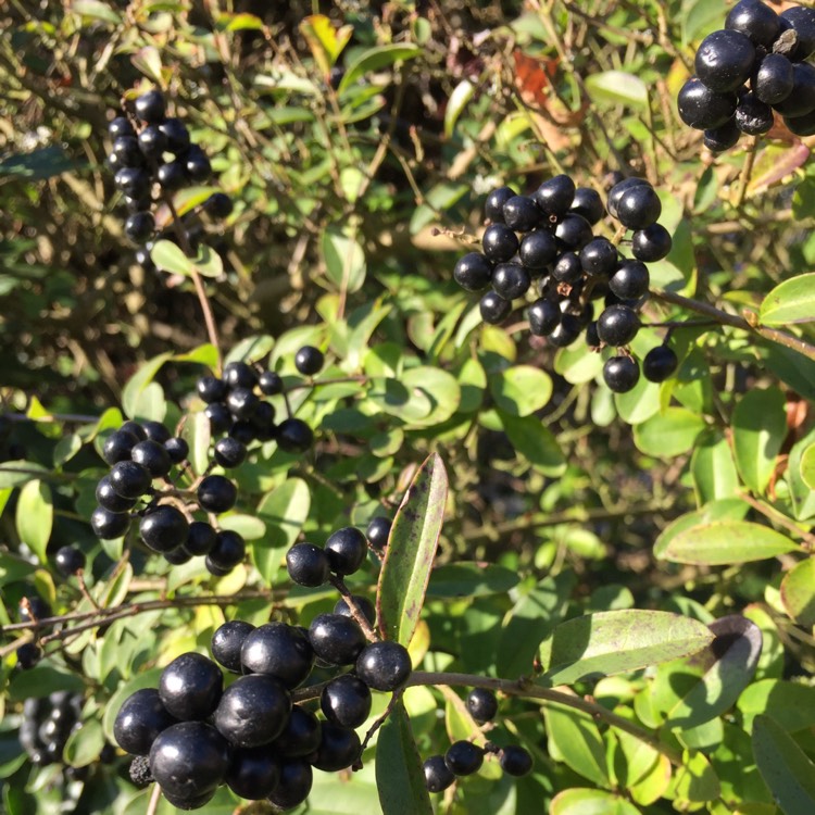 Plant image Ligustrum ovalifolium