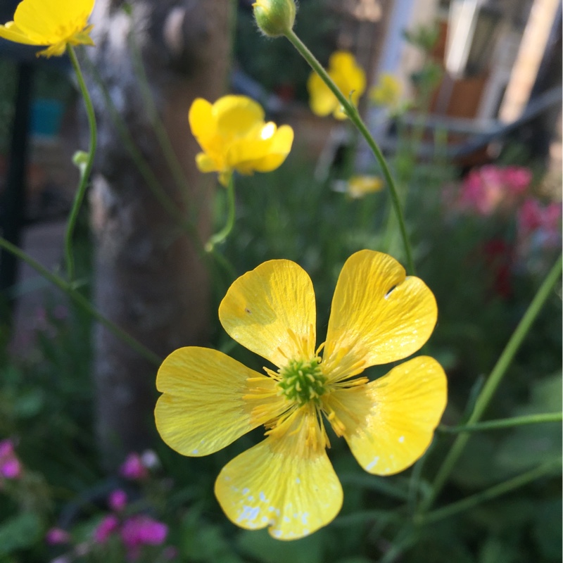 Plant image Ranunculus acris