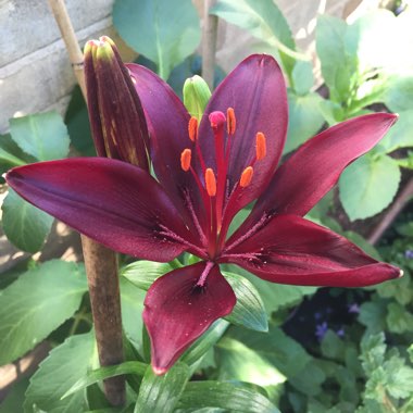 Lilium 'Dark Secret'