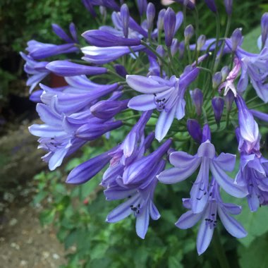 Agapanthus