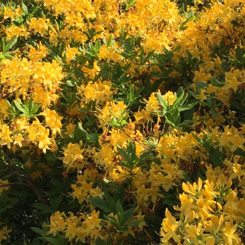 Plant image Rhododendron 'Klondyke'