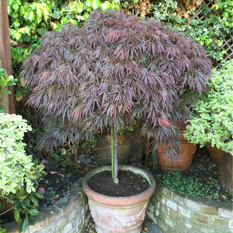 Acer palmatum 'Dissectum' (Dissectum Group) syn. Acer palmatum var. dissectum 'Dissectum'