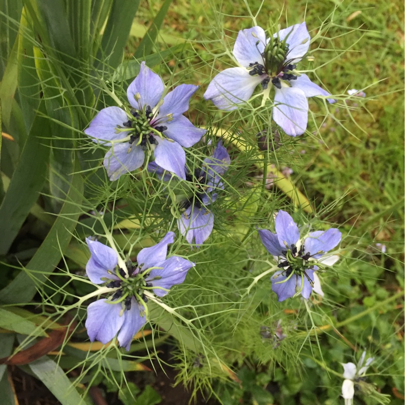 Plant image Nigella damascena 'Miss Jekyll'