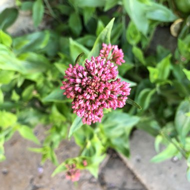 Centranthus ruber