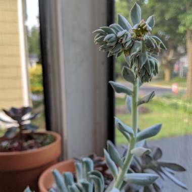 Echeveria 'Runyonii Topsy Turvy'