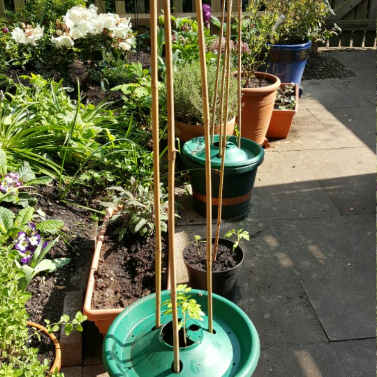 Plant image Solanum Lycopersicum 'Golden Sunrise'