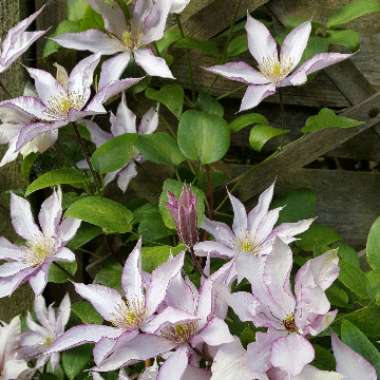 Clematis