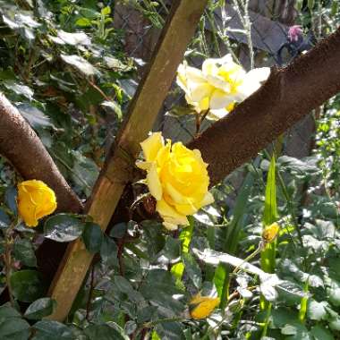 Rose 'Golden Showers'