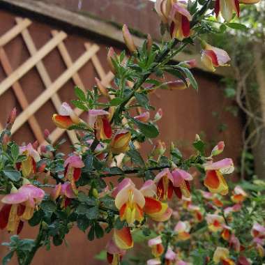 Broom 'Goldfinch'