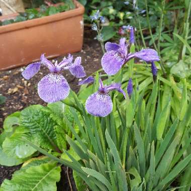 Dwarf Arctic Iris 'Baby Blue