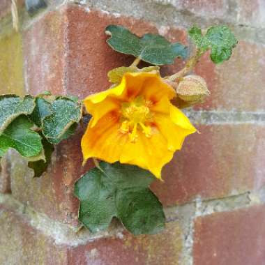 Flannel Bush  'California Glory'