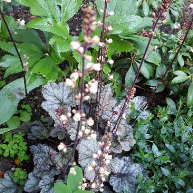 Alumroot 'Sugar Frosting'