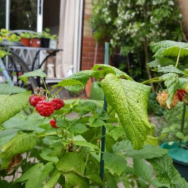 Raspberry 'Ruby Beauty'