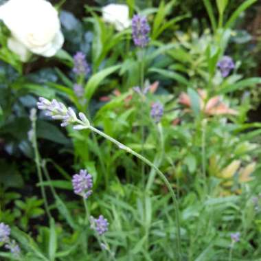 Lavender 'Hidcote'