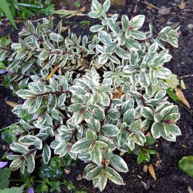 Shrubby Veronica 'Rhubarb and Custard'