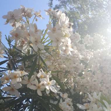 Mexican Orange Blossom